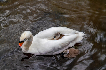 very cute cygnets and their mother swan © Gail Johnson