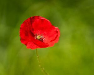 Obraz premium Long headed poppy or blindeyes (Papaver dubium), red delicate flowers. Poppy background. Floral background.