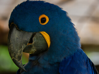macaw