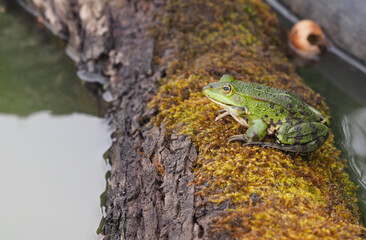 Männlicher grüner Frosch sitzt auf einem bemoosten Stamm	

