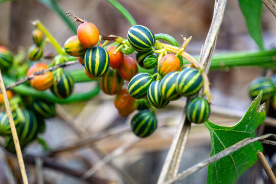 Bryonopsis laciniosa. Bryonies are occasionally grown in gardens and some species find use in herbal medicine