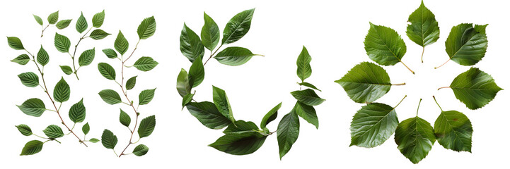 Fototapeta premium Collection of arranged green leaves in variou pattern, leaf isolated on white background