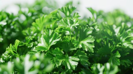A detailed view of a cluster of green leaves with intricate veins and edges
