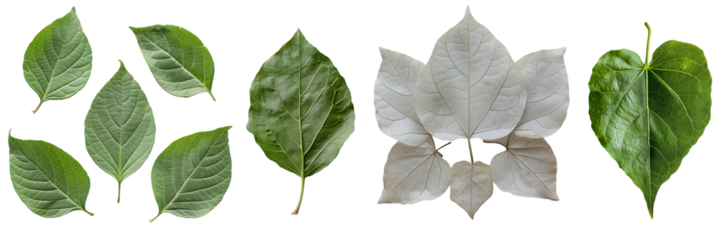 Different types of leaves isolated on white background