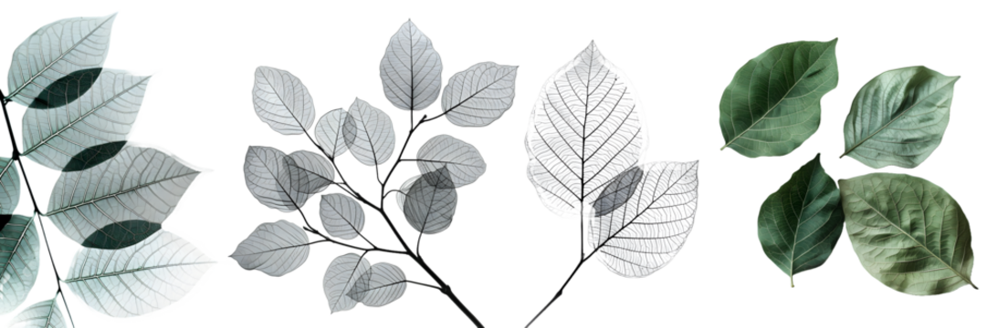 Various green leaves and leaf skeleton on transparent background
