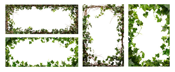 Intricate floral frame set. Ivy, vines, leaves, branches. Pen tool cutout. Transparent background PNG. Frame, border. 