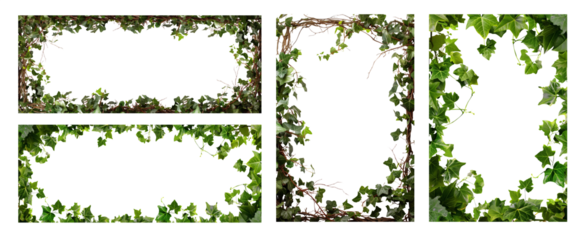 Intricate floral frame set. Ivy, vines, leaves, branches. Pen tool cutout. Transparent background PNG. Frame, border. 