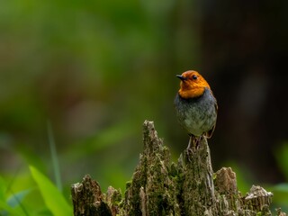 森の中で枯れ木に留まっているコマドリの雄