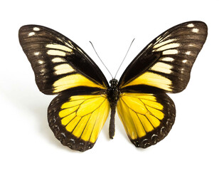 Schmetterling gelb schwarz isoliert auf wei&szlig;en Hintergrund, Freisteller 