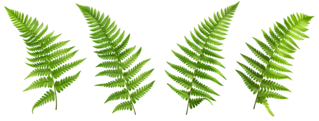 four set of green fern leaves isolated on transparent or white background
