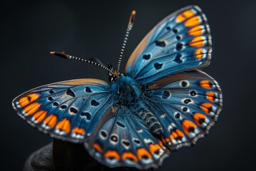 Blue Butterfly with Orange Spots on a Dark Background