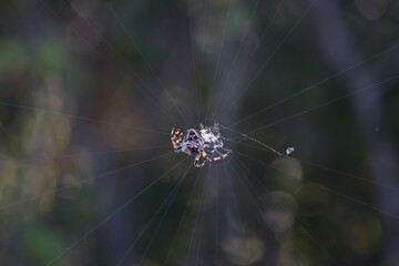 Spider weaves a web