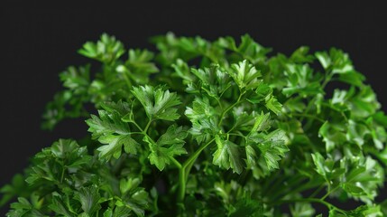 Fototapeta premium A detailed view of a group of green leaves with intricate details and textures