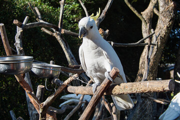 Portrait of a white cockatoo in the zoo
