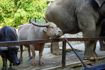 Portrait of an albino buffalo in the zoo
