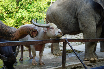Portrait of an albino buffalo in the zoo