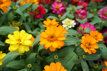 Closeup of colorful flowers