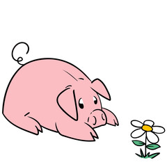 A pig lying in the meadow looking at a daisy