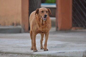 Cachorro caramelo