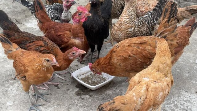 Baby chicken and rooster drinking water from pot in home poultry farm