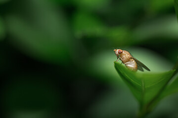 A macro shot of a fruit fly on a green leaf outdoor in nature