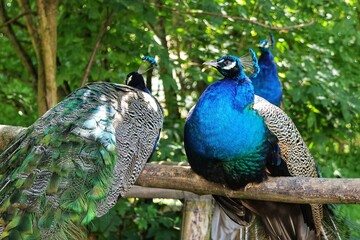 Fototapeta premium Two peacocks sitting on a perch against the background of greenery.