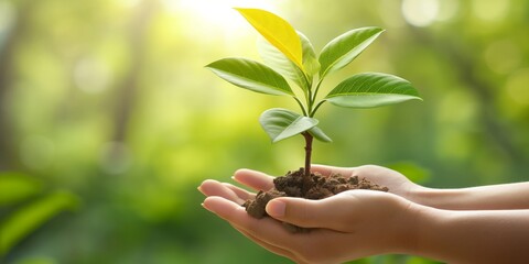 Hands gently holding a young green plant with a small amount of soil, signifying nurturing, growth, and environmental care within a calm, natural setting.