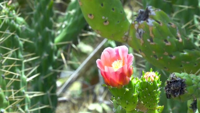 Slow motion, beautiful pink flowwer in a cactus.
