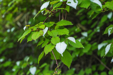 自生する山のマタタビ