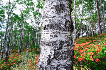 初夏の白樺平　上田市
