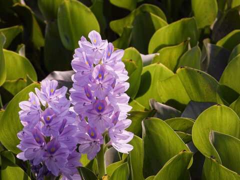 Water hyacinth bed in a lake