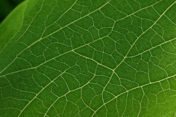 Obraz premium Micro view of a leafs cellular structure under light