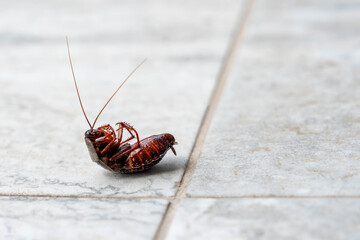 Dead cockroach on tile floor. Concept of pest control and extermination