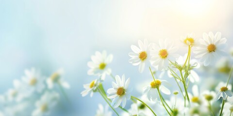 Fototapeta premium Bright white daisies basks in the soft embrace of sunlight. Golden centers stand out against the blurry, light-filled background, embodying purity and natural elegance.