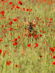 Roe deer, Capreolus capreolus