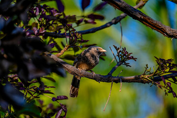 bird on a branch