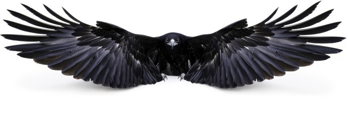 Bird Wings. Isolated Feathered Wing of Majestic Eagle on White Background
