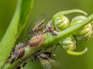 Colony of aphids infected a plant