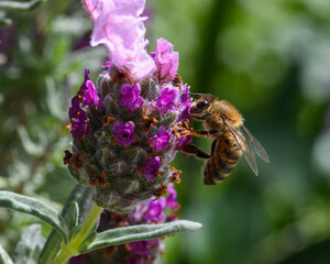 Honey bee on a Lavender flower pollinating in the springtime