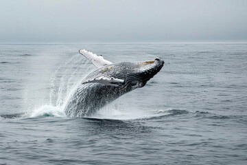 Fototapeta premium A whale breaches the ocean surface, creating a spectacular splash.