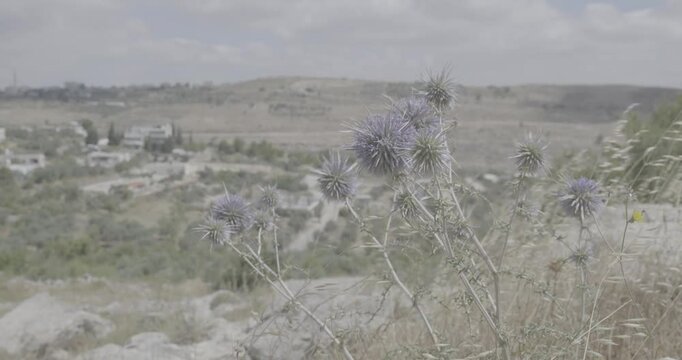 Purple Flowers Known as Echinops spinosissimus, are Moved by the Wind