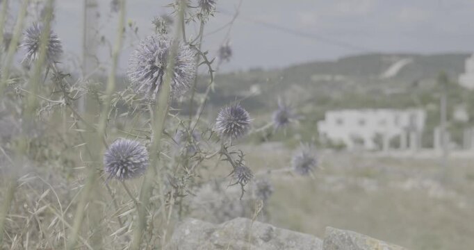 Purple Flowers Known as Echinops spinosissimus, are Moved by the Wind