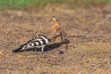 Portrait of the Hoopoe Bird	