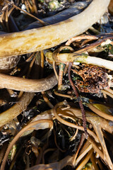 Tangled kelp strands on rocky coast
