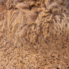 close up of fur texture	