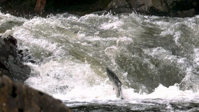 Epic, super slow motion shot of jumping fish in rapids