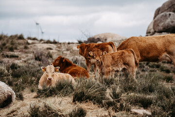 Kälber auf der Weide im Gebirge
