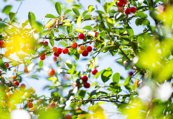 Tart Cherries Bush with Fruit in Summer © Anna Hoychuk