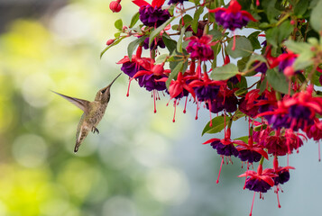 Close up of Hummingbird Flying Next to red and purple Fuchsia Plant