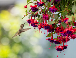 Close up of Hummingbird Flying Next to red and purple Fuchsia Plant